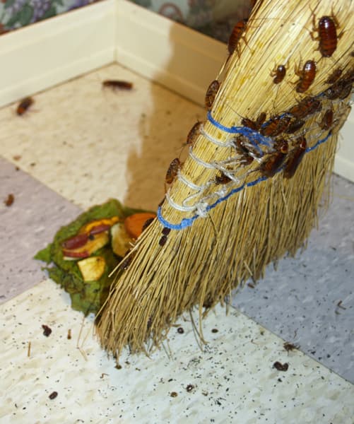 سوسک در بالکن